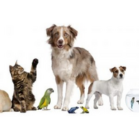 Pet Shop